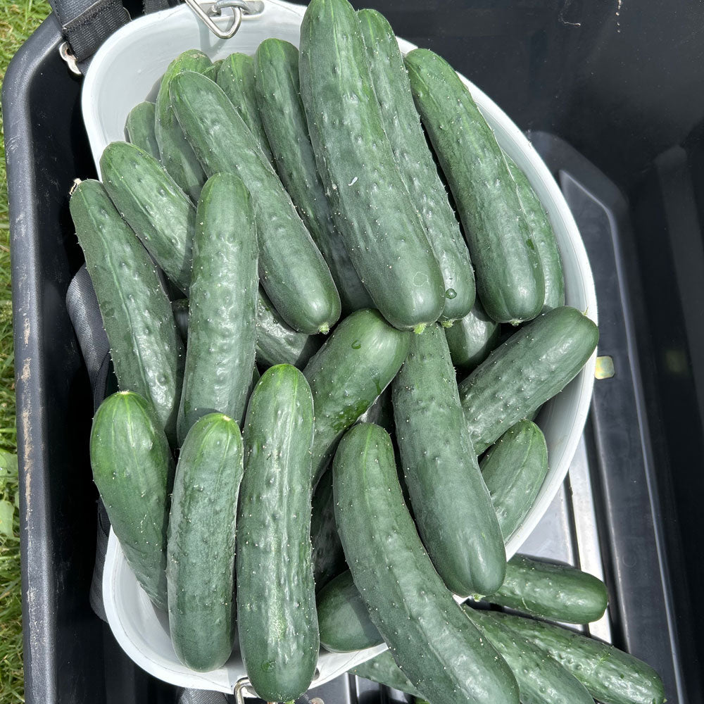 Slicing Cucumber